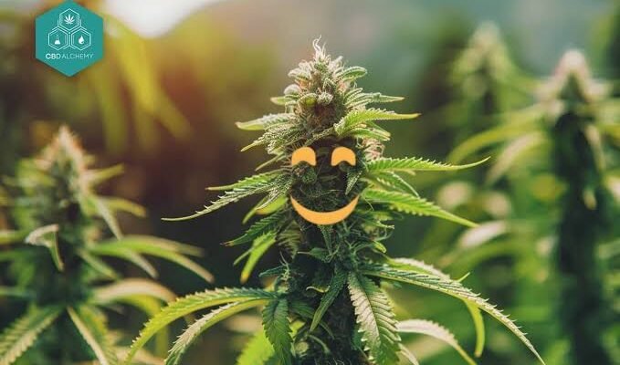 Buy Industrial Hemp Flowers Online: A Complete Guide to Choosing the Right Product